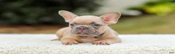French Bulldog dogs for sale: Nash - Ad 7