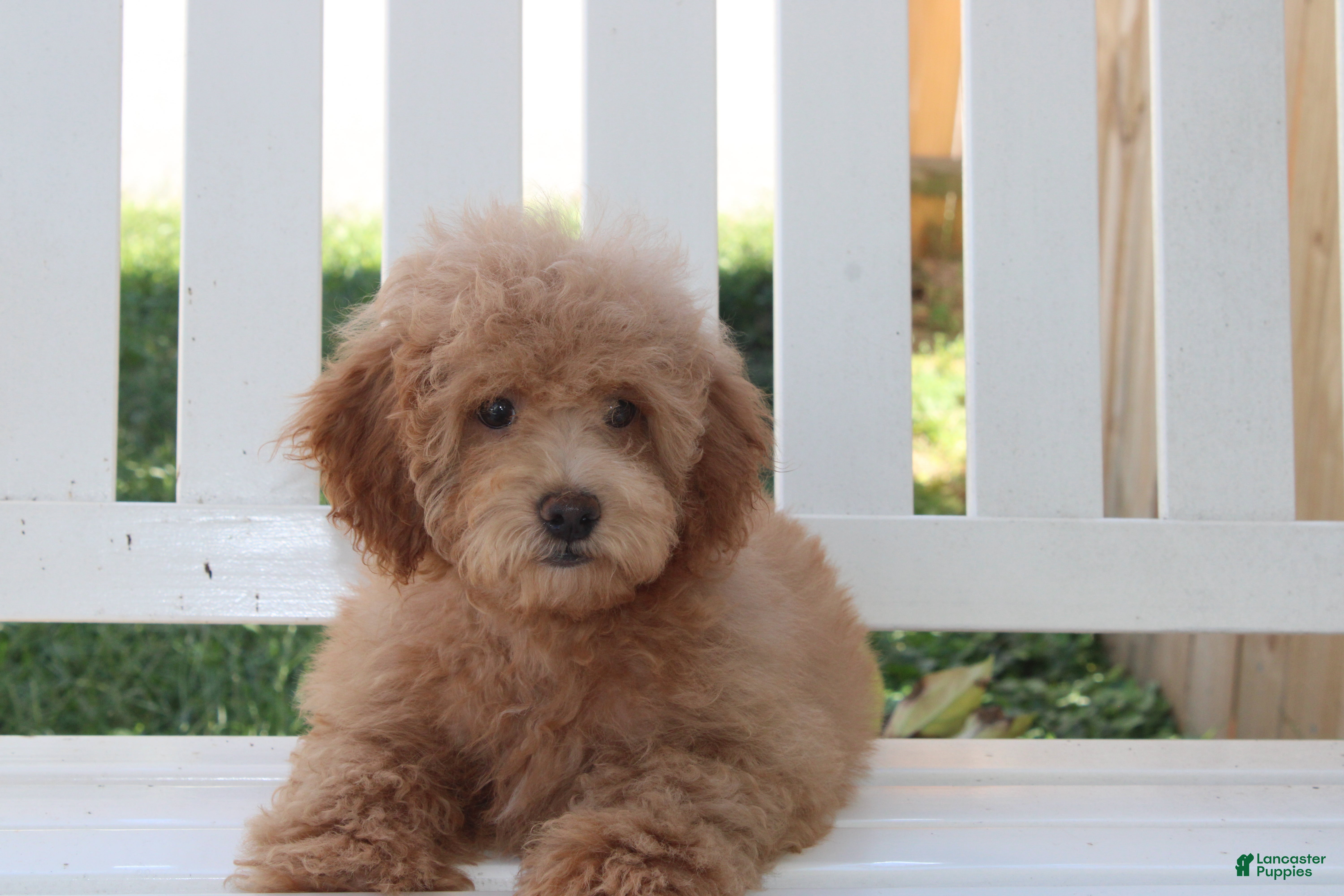 Milo
