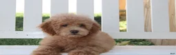 Shihpoo dogs for sale: Milo - Ad 1