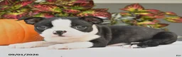 Boston Terrier dogs for sale: Jewel - Ad 4