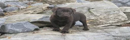 Labrador Retriever dogs for sale: Samantha Labrador Retriever  - Ad 14