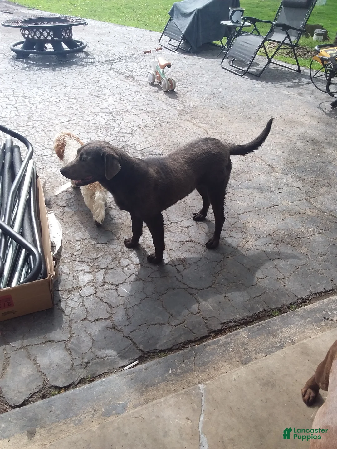 Labrador Retriever dogs for sale: Labrador Retriever Puppy 1 - Ad 2
