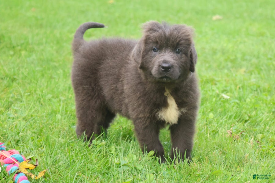 Newfoundland dogs Ulyssa - Ad 2