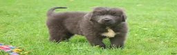 Newfoundland dogs for sale: Ulyssa - Ad 2