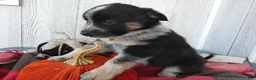 Australian Cattle Dog dogs for sale: Australian Cattle Dog 3 Ollie - Ad 4