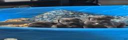 Cane Corso dogs for sale: Cane Corso 2 females  - Ad 4