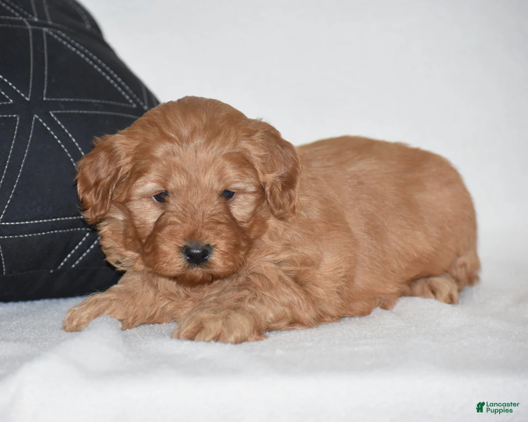 Mini Goldendoodle dogs for sale: Windy - Ad 1