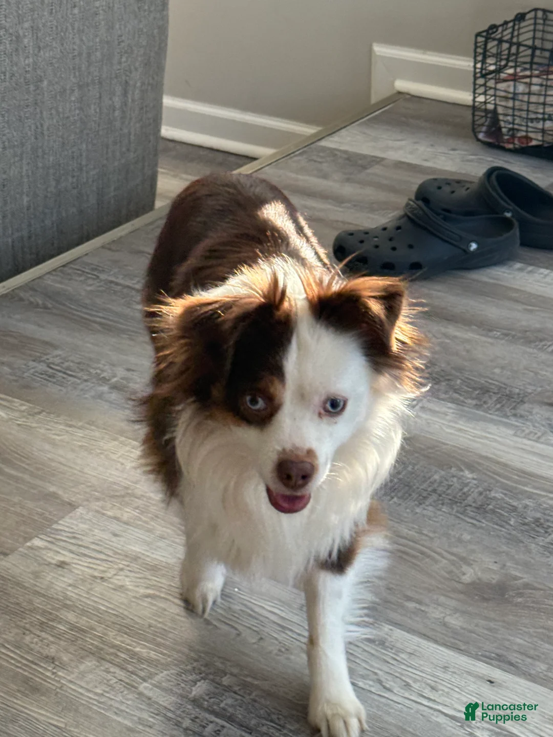 Mixed Breed dogs for sale: Oreo - Ad 9