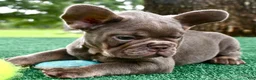 French Bulldog dogs for sale: French Bulldog 1 - Ad 6