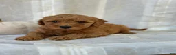 Mini Goldendoodle dogs for sale: Mini Goldendoodle 3 - Ad 3