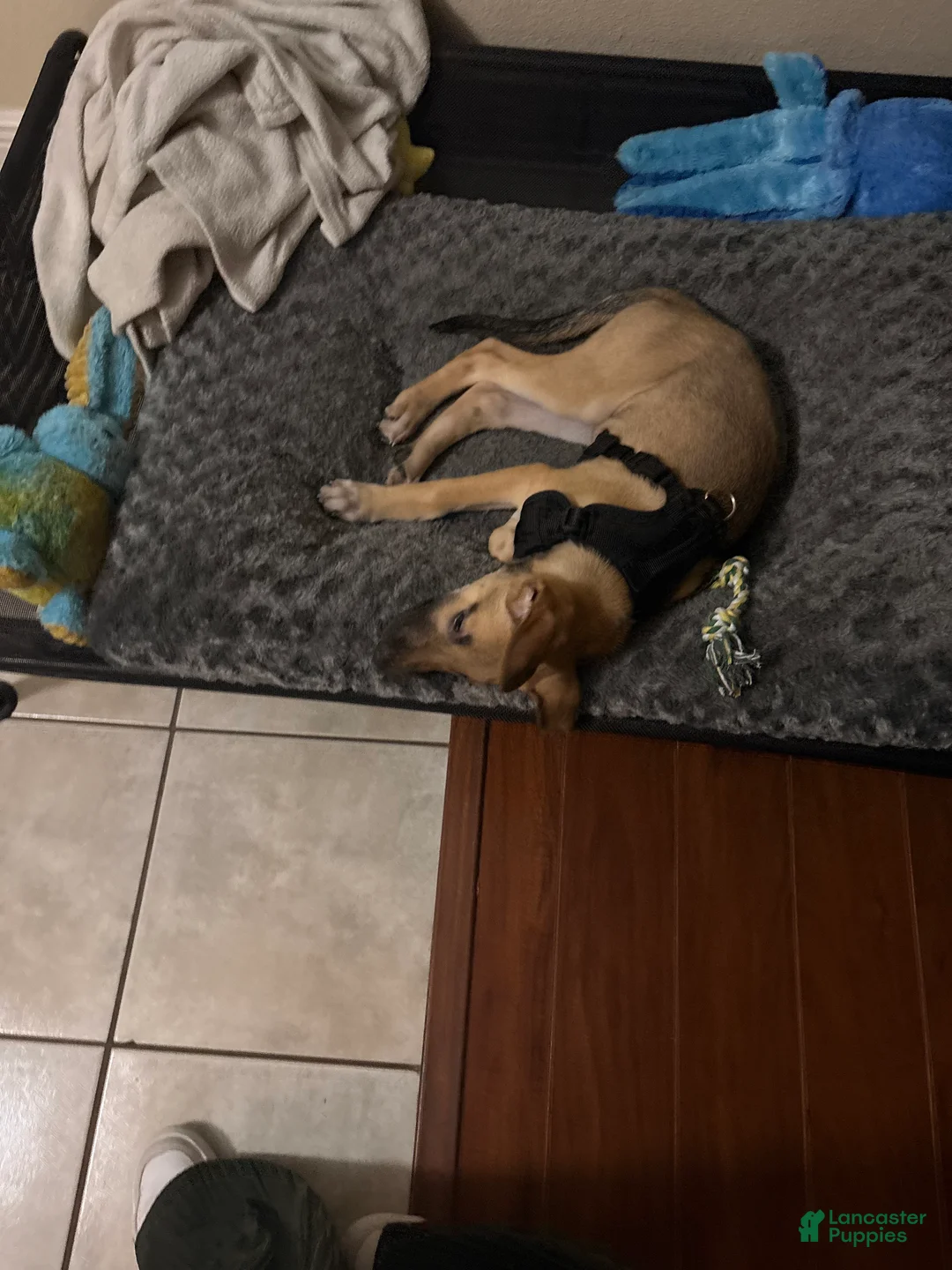 Mixed Breed dogs for sale: Pickle  - Ad 2