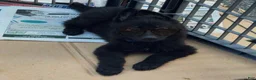 German Shepherd dogs for sale: UÑA - Ad 2