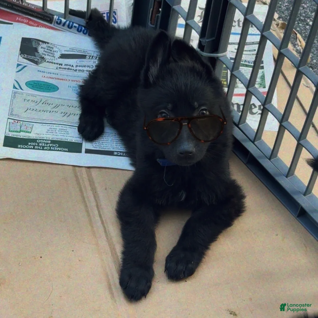 German Shepherd dogs for sale: UÑA - Ad 2