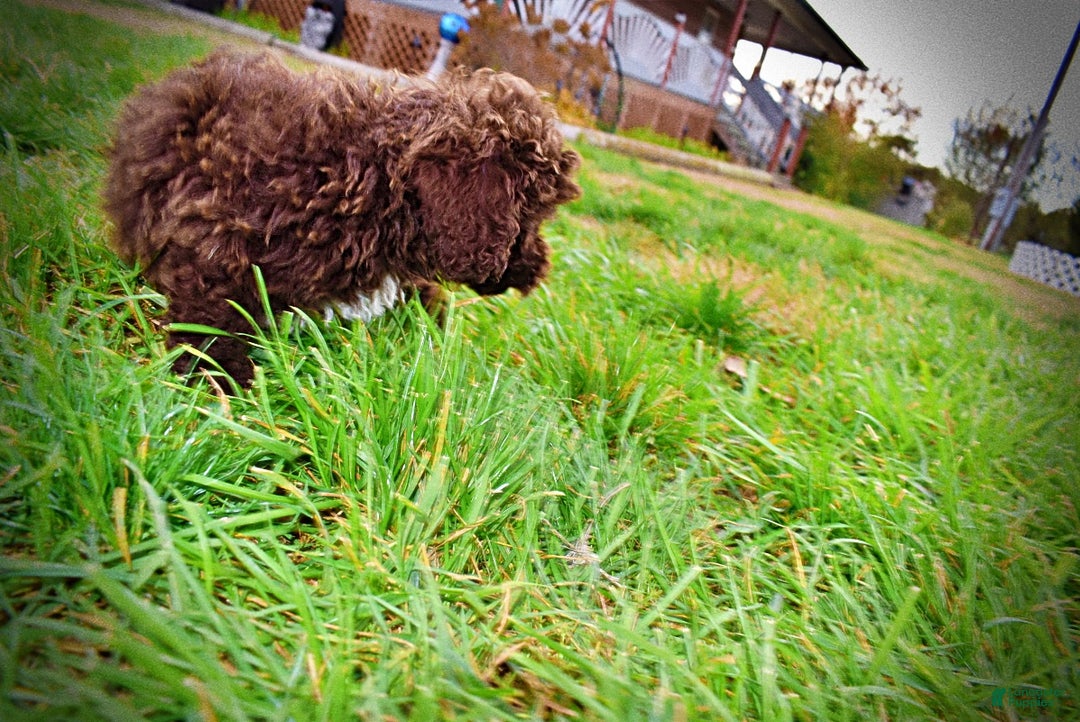 Havapoo dogs for sale: Muppet - Ad 10