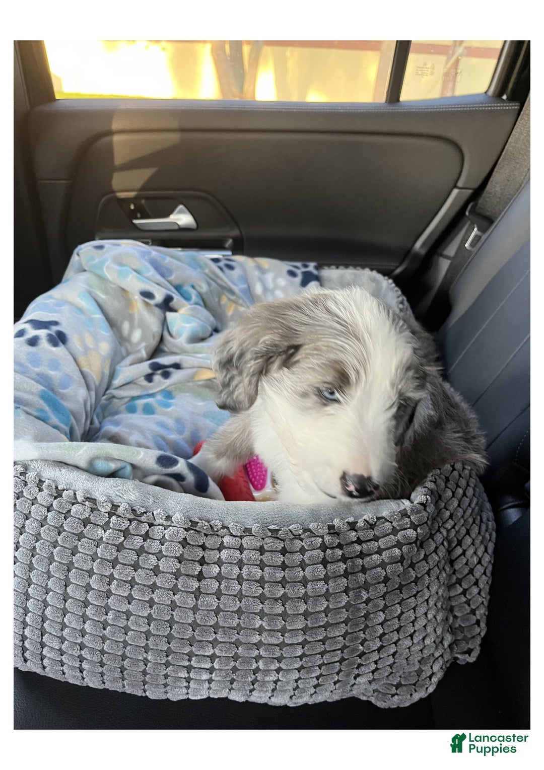 Mini Aussiedoodle dogs for sale: Mini Aussiedoodle Puppy 1 - Ad 4