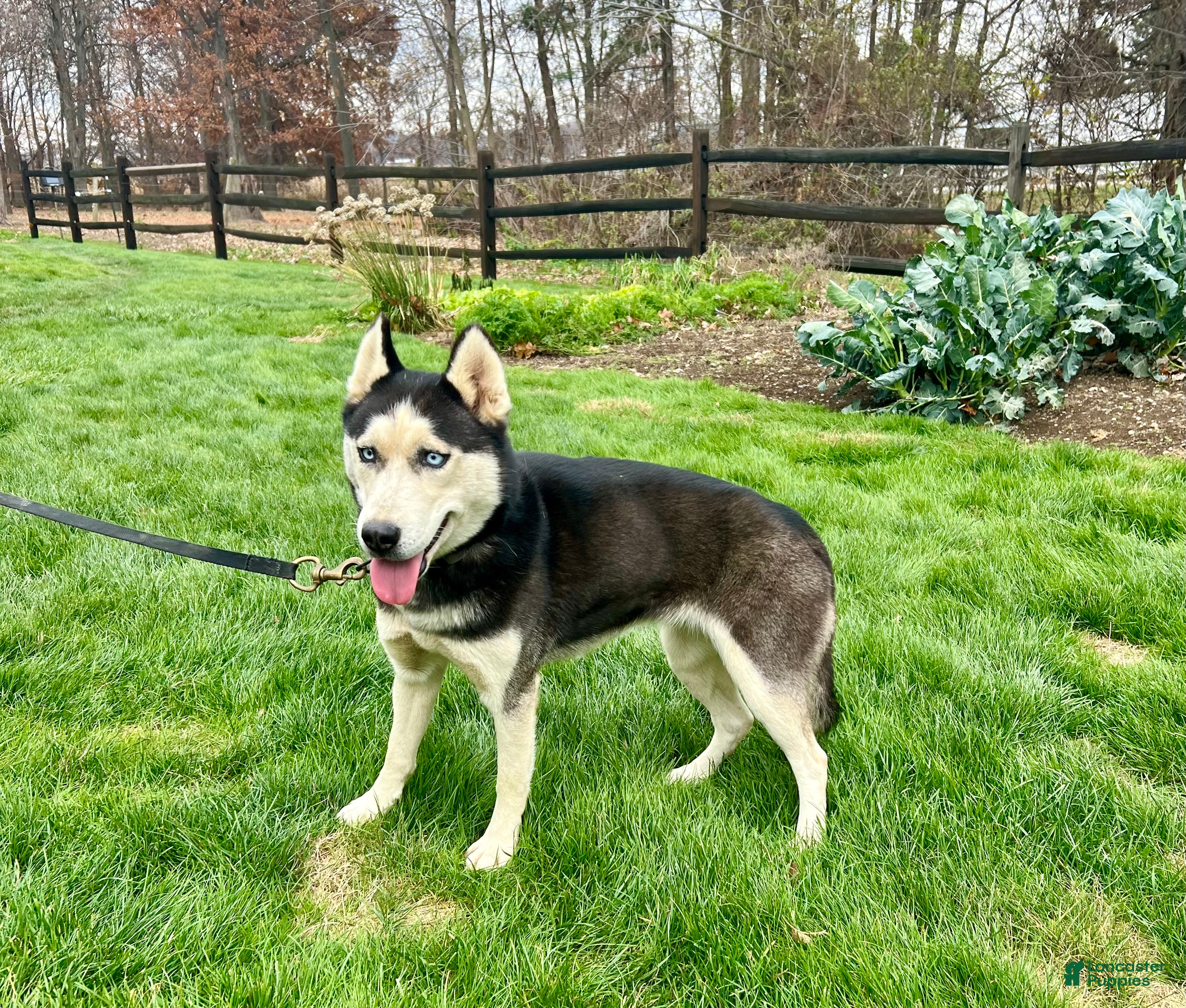 Siberian Husky dogs Midnight  - Ad 34