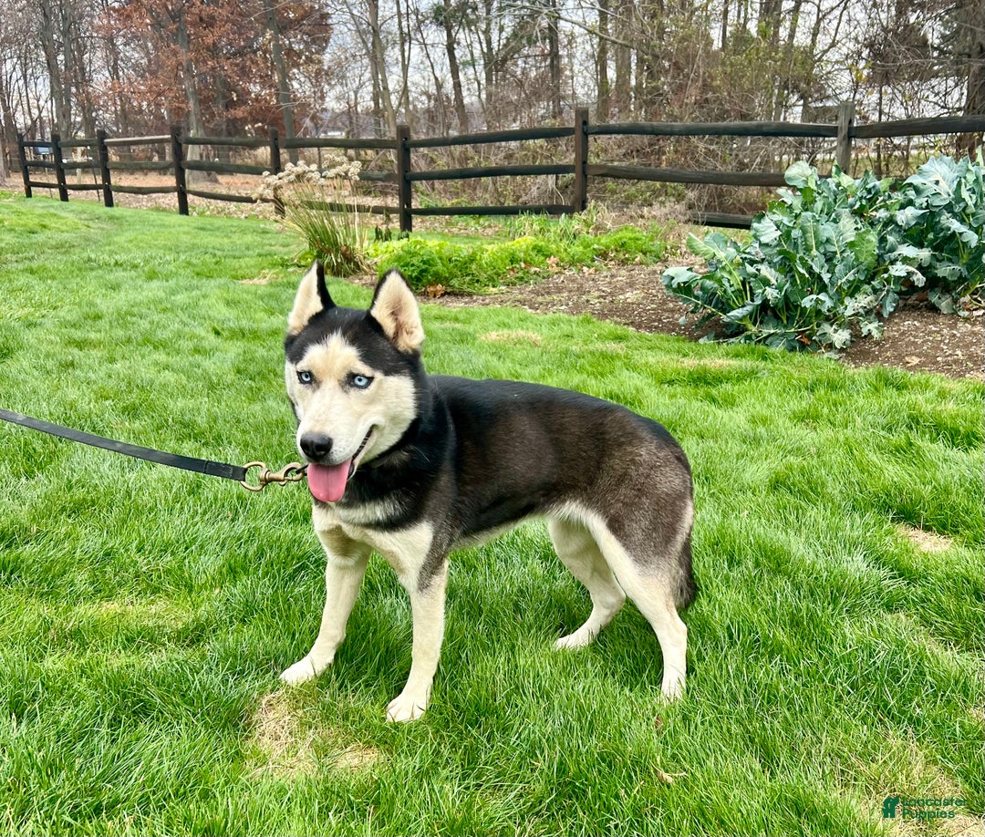 Siberian Husky dogs for sale: Midnight  - Ad 1