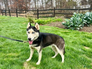 Siberian Husky dogs Midnight - Ad 32