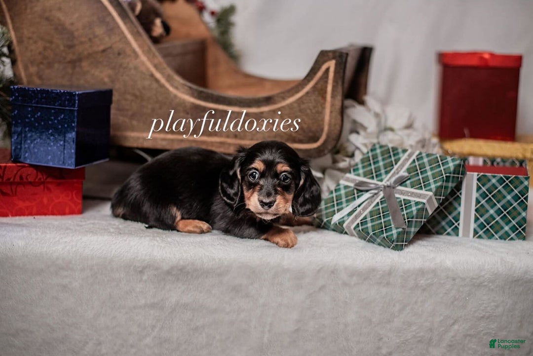 Miniature Dachshund dogs for sale: Pink Collar Black & Tan Dachshund Puppy  - Ad 1