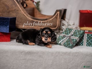 Miniature Dachshund dogs Pink Collar Black & Tan Dachshund Puppy - Ad 7