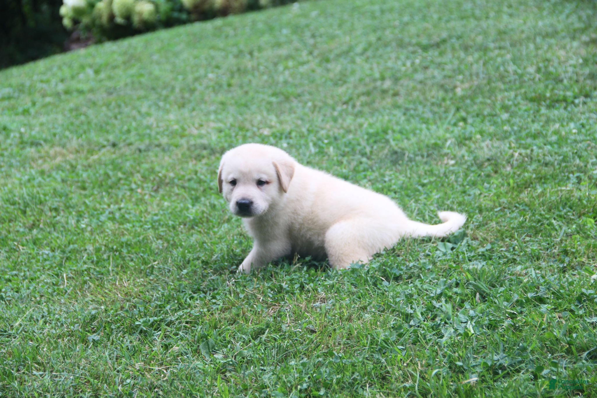 Mixed Breed dogs Ace - Ad 1