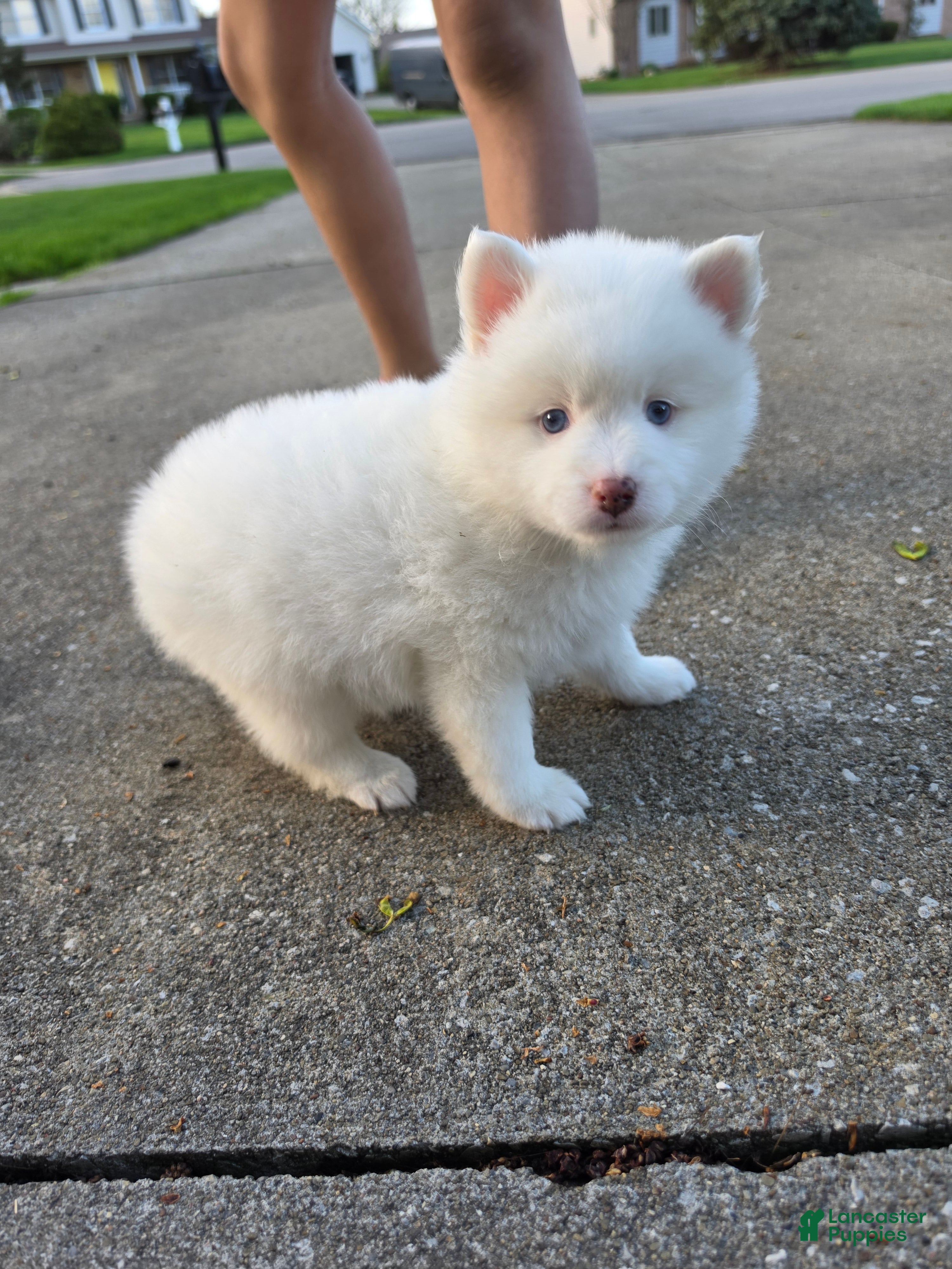 Pomsky dogs Daphue - Ad 40