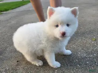 Pomsky dogs Daphue - Ad 38