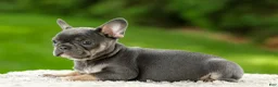 French Bulldog dogs for sale: Forest - Ad 8