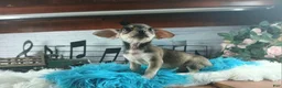 Chihuahua dogs for sale: Brown tan boy chi. Hand delivery  - Ad 3