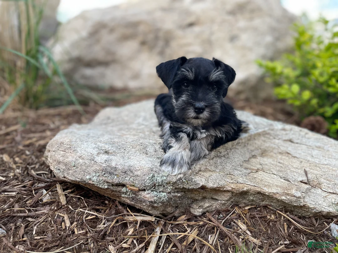 Miniature Schnauzer dogs for sale: Bruno - Ad 1