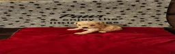 Toy Poodle dogs for sale: Toy Poodle Puppy 1 - Ad 9