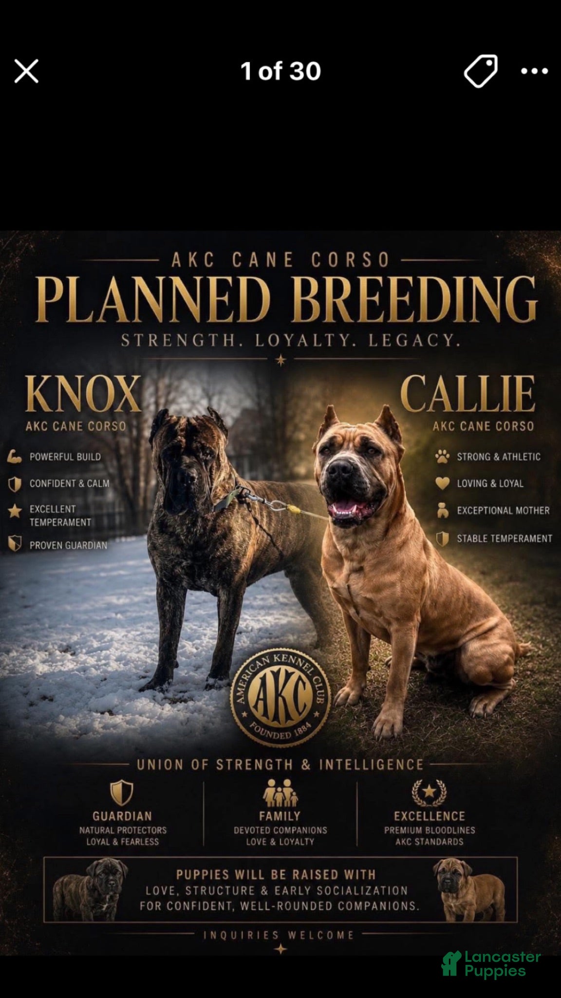 Cane Corso dogs Cane Corso 1 - Ad 2