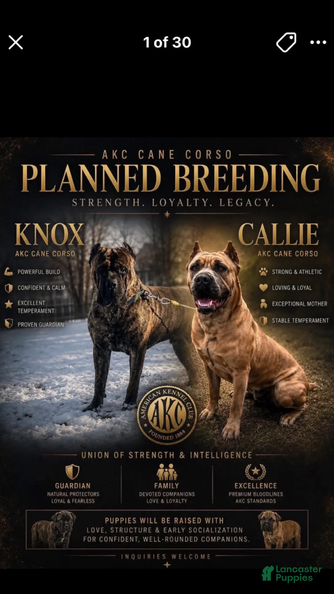 Cane Corso dogs for sale: Cane Corso 1 - Ad 2