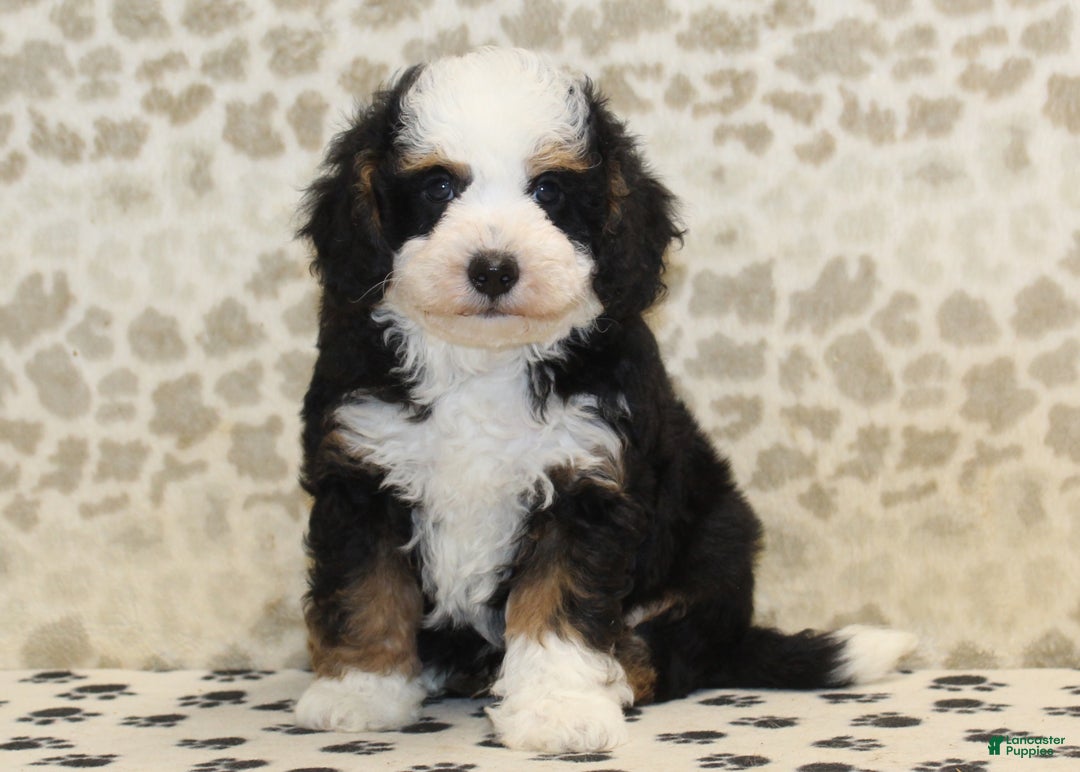 Mini Bernedoodle dogs for sale: Nate - Ad 1