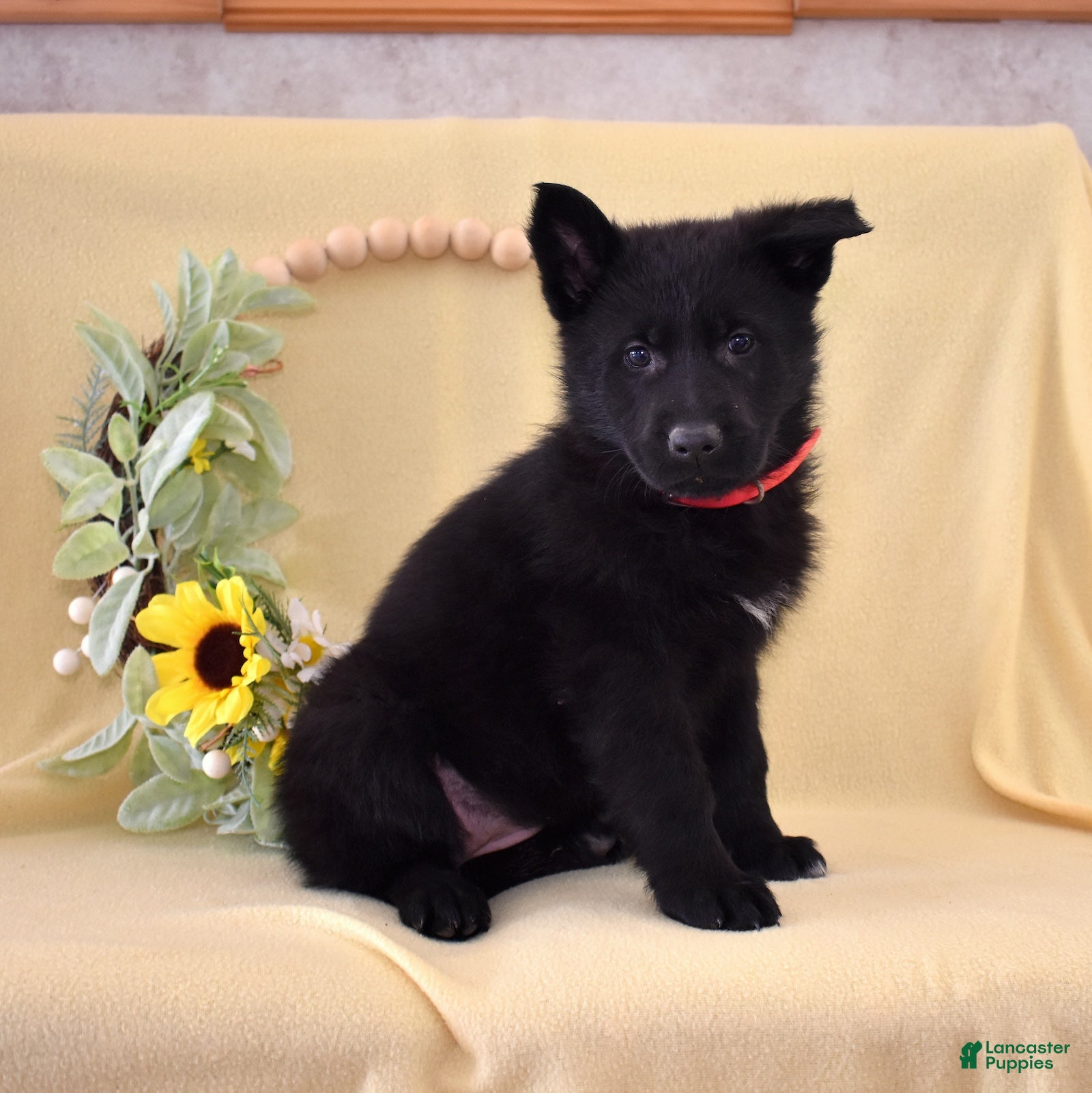 German Shepherd dogs Star - Ad 1