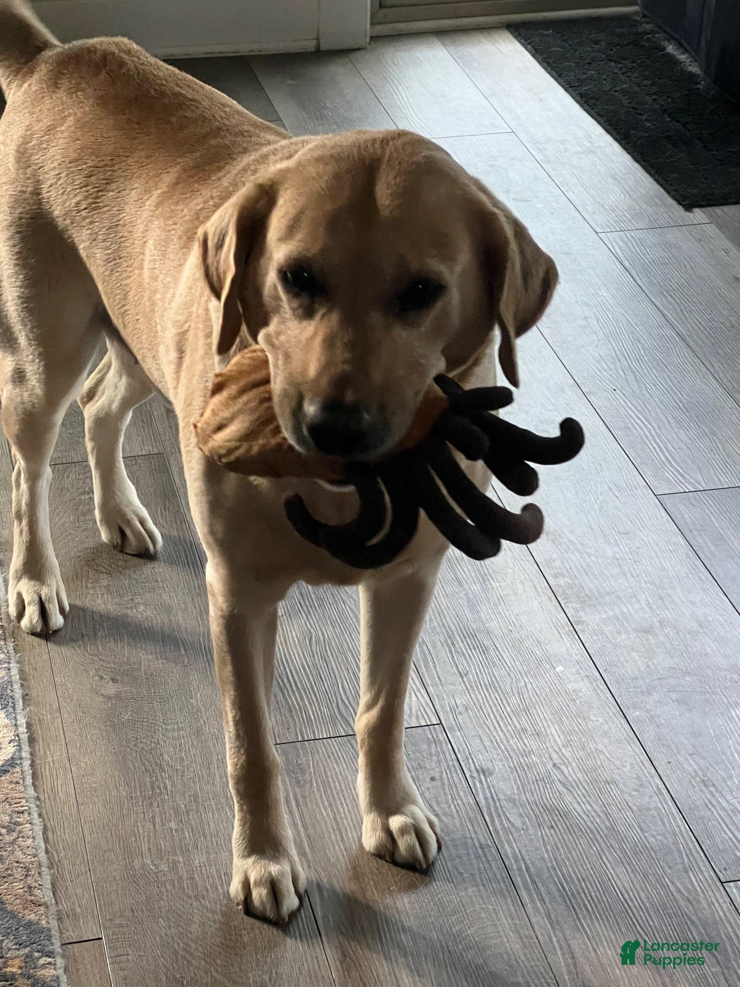 Labrador Retriever dogs Moose (6yo stud) - Ad 2