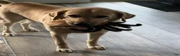 Labrador Retriever dogs for stud: Moose (6yo stud) - Ad 2