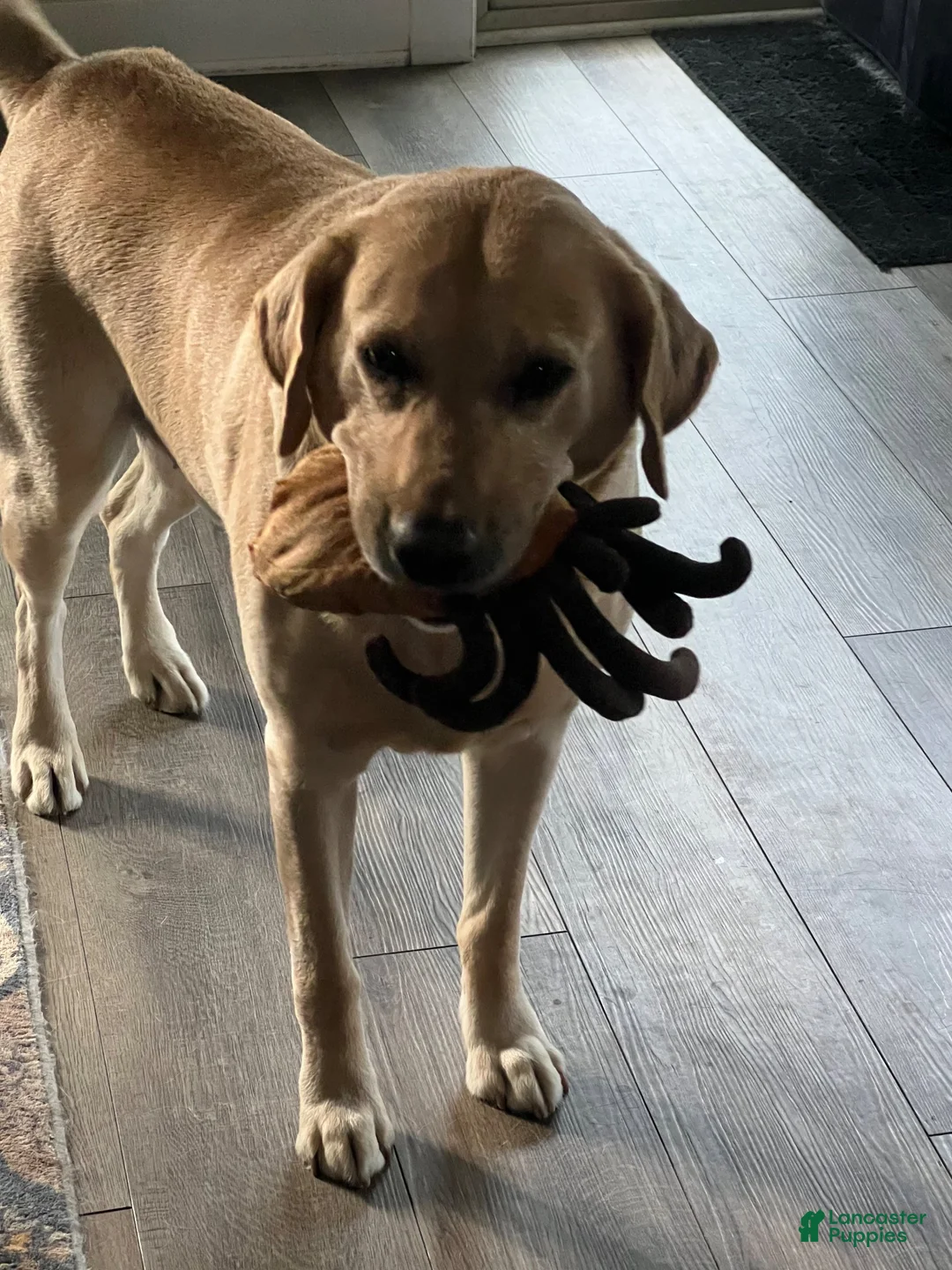 Labrador Retriever dogs for stud: Moose (6yo stud) - Ad 2
