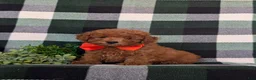 Toy Poodle dogs for sale: Conway 7 lbs Full Grown - Ad 3