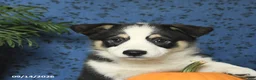 Welsh Corgi Pembroke dogs for sale: Gizmo - Ad 3