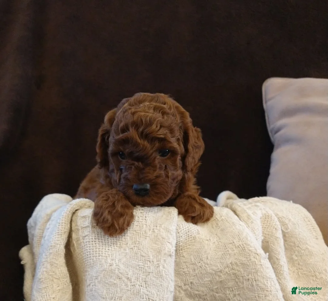 Toy Poodle dogs for sale: mustang - Ad 1