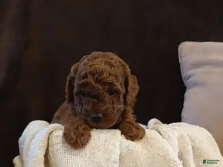 Toy Poodle dogs for sale: mustang - Ad 3