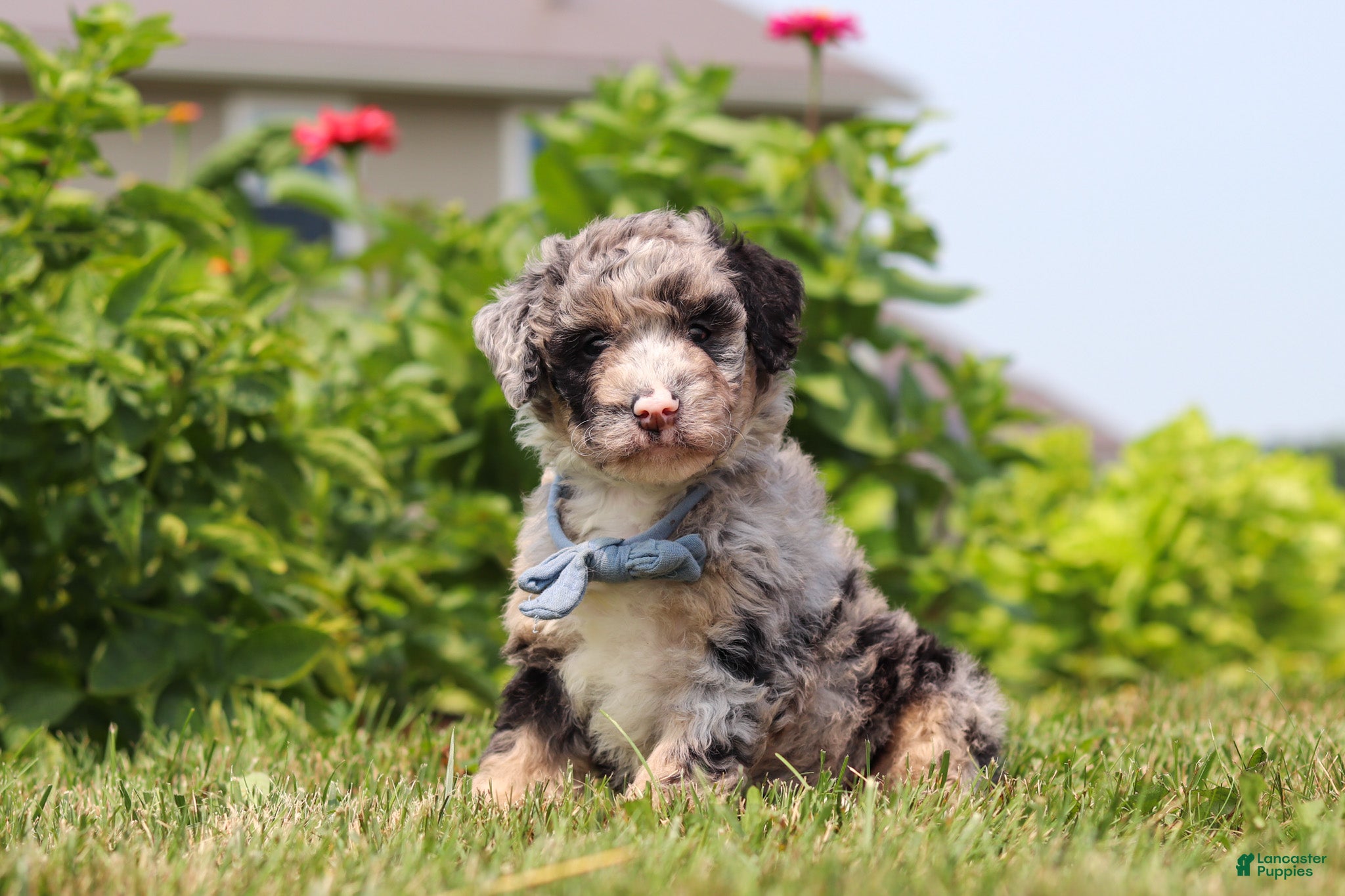 Mini Bernedoodle dogs Gabe - Ad 2