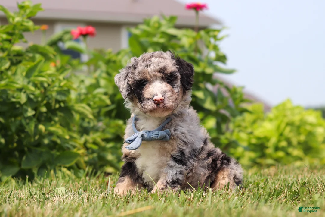Mini Bernedoodle dogs for sale: Gabe - Ad 2