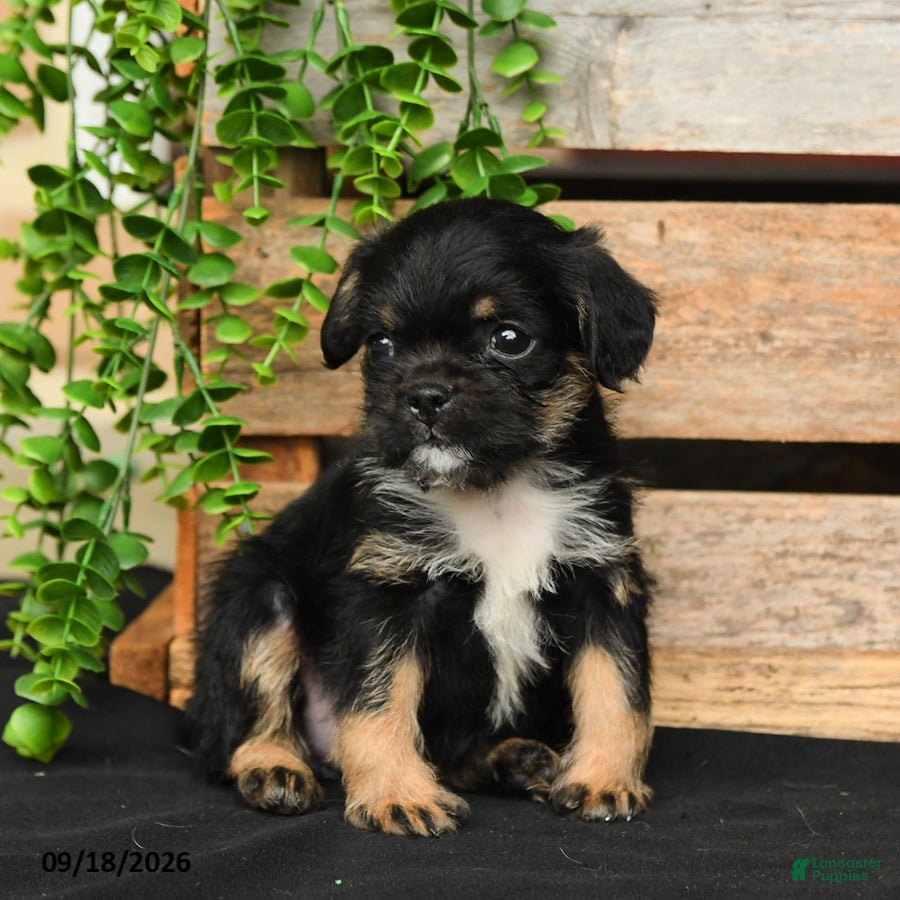 Mixed Breed dogs Bear - Ad 2