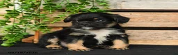 Mixed Breed dogs for sale: Bear - Ad 2