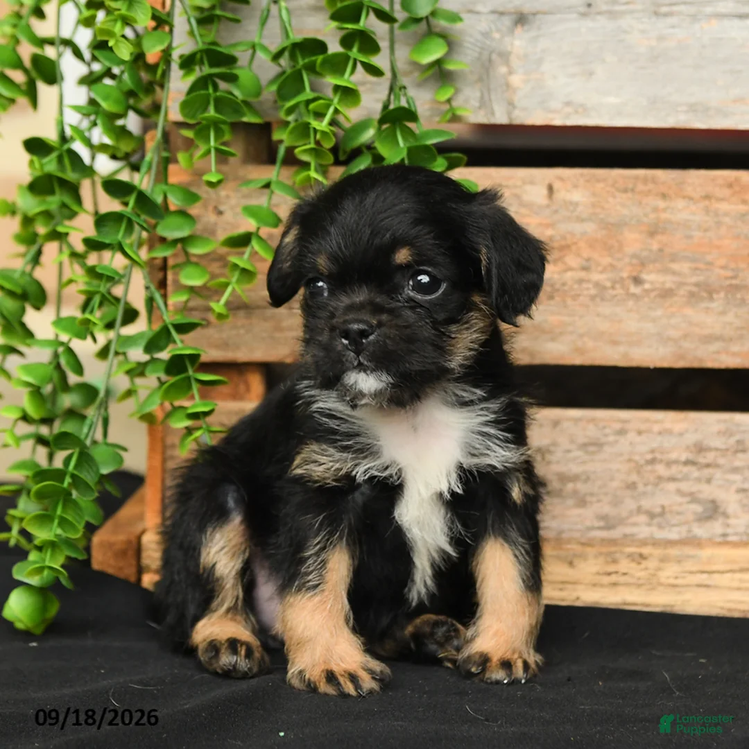 Mixed Breed dogs for sale: Bear - Ad 2