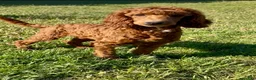 Miniature Poodle dogs for sale: Spankie - Ad 9