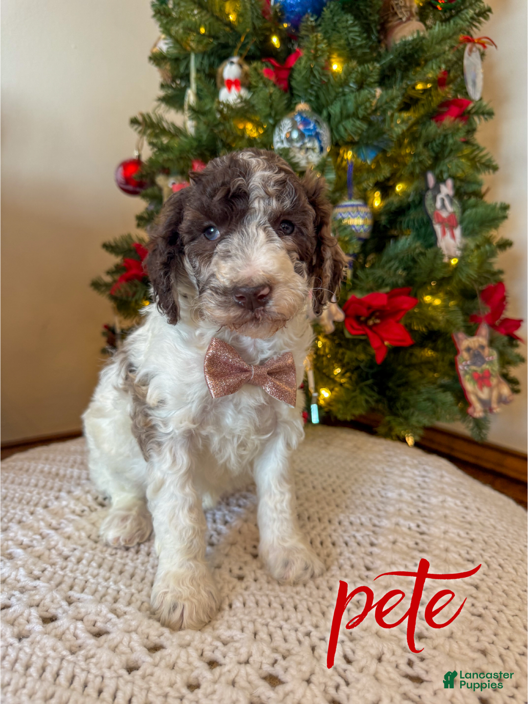 Mixed Breed dogs for sale: Pete - Ad 4