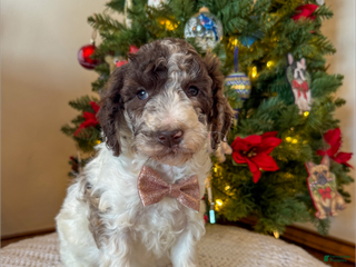 Mixed Breed dogs Pete - Ad 6